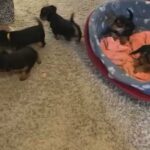 Yorkshire terrier puppies in London
