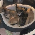 Chihuahua Puppies (X2 Female Remaining) Priced Per Pup in Birmingham