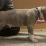 The Only King Kodiak Great Grandpups Currently Available In This Country ? in London