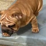 BigRope French Bulldog in London