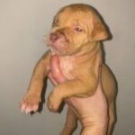 Xl Bully Pups in Cheshire West and Chester