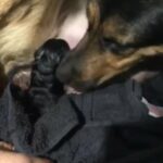 German Shepherd Puppies in London