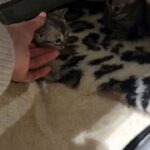 Top Quality Bengal Kittens in Torbay