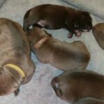 Cane Corso puppies. Descendants of the famous Brenno of Dell' Anteler in South Gloucestershire