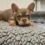 Isabella And Tan French Bulldogs in Swansea