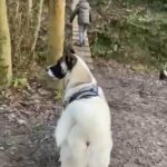 American Akita Girl in Doncaster