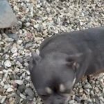 Micro Frenchbulldog female in Wrexham
