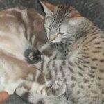 Savannah and bengal for sale in Birmingham