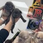 FRENCH BULLDOG PUPPYS AVAILABLE! in London