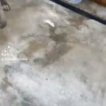 Neopolitian Mastiff pups in London