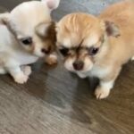 Chihuahua Puppies Ready In 4 Weeks 2 Girls 1 Boy in Nottingham