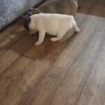 2 French bulldog puppies in Hastings