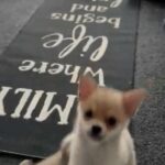 Pomchi Boys Xx in Coventry