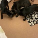 2 female bullies available in South Buckinghamshire