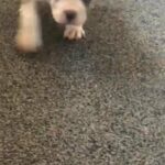 American pocket bully puppies in Leeds