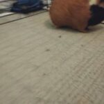nine months old hansom ginypig in London