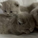 Beautiful Blue British Shorthair Kittens in St. Helens