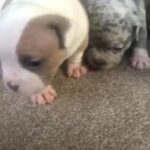 American Pocket Bully Pups in Leeds
