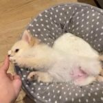 EXTRA SMALL CUTE POMERANIAN in London