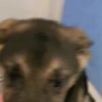 Stunning German shepherd puppies 2 boys left out of a litter of 8 in Chester