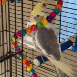 Young Cockatiel For Sale in Belfast