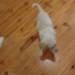 Gorgeous Labrador pupie in London