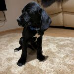 5 Basset Cavalier Puppies for Sale in Birmingham