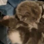 Grey Scottish Fold/Straight Kittens in London