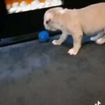 female ABKC REG American Pocket bully in Birmingham