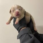 Male Lilac Merle Pocket Bully in Liverpool