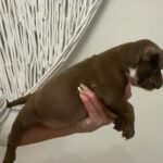 Pocket Bully in Kirklees