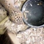 Gecko in Doncaster