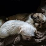 beautiful shih tzu puppies in County Durham