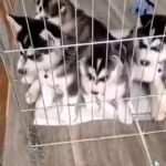 Siberian Husky Puppy in Leicester