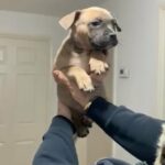 Pocket Bully Female in Walsall
