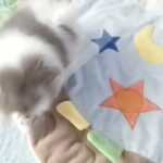 SUPER QUALITY TOY SIZE POMERANIAN in Conwy