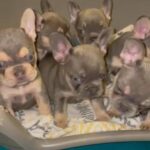 Lilac Tan Fluffy Carrier French Bulldogs in Cheshire East