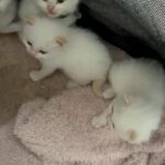 Flame Point Ragdoll Boys in Harlow