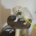 Snow White Scottish Fold Kitten In London in London