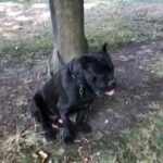 Cane Corso Male in Bradford