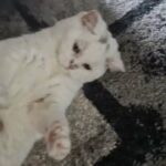 Beautiful BSH white for sale in Huntingdonshire