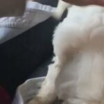 DNA Clear Cavapoochon 1 Girl Left in Neath Port Talbot