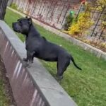 BLUE AMERICAN POCKET BULLY FEMALE in Dudley