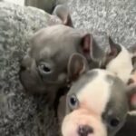 French Bulldog Puppies Ready For Forever Home in Denbighshire