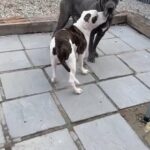 Johnson’s American Bull Dog in London