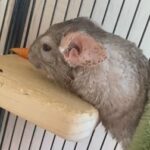 Young Male Chinchilla With Cage in East Dorset