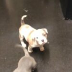 American Pocket Bully Puppies in Leeds