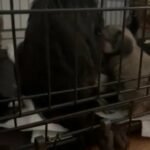 Tibetan Spaniel in Newcastle