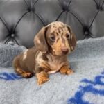 Mini Dashund in London
