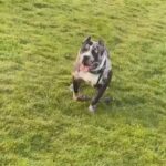 American Pocket Bully in Nottingham